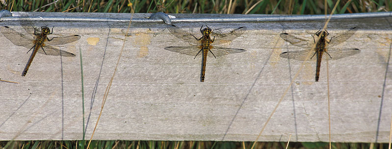 A meeting of dragonflies